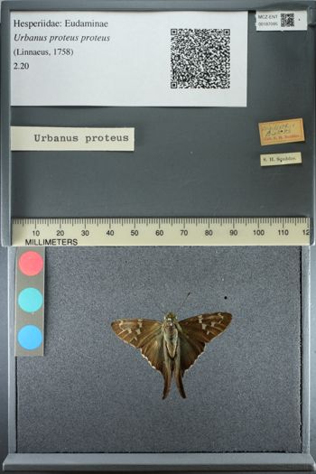 Media type: image;   Entomology 187095